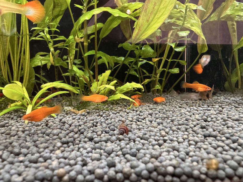 Рослини, меченосці, гуппі