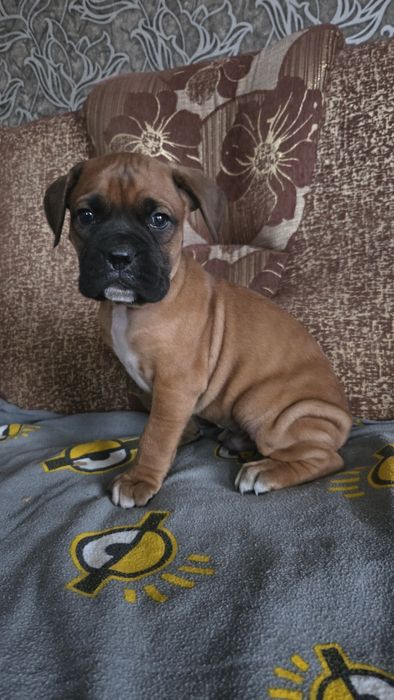 Нем боксер мальчик.