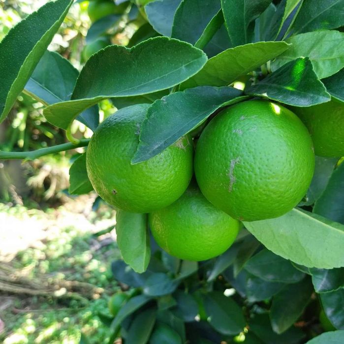 Limas biológicas