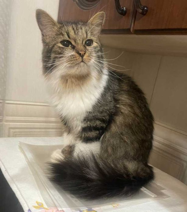 Котик Тішка шукає родину