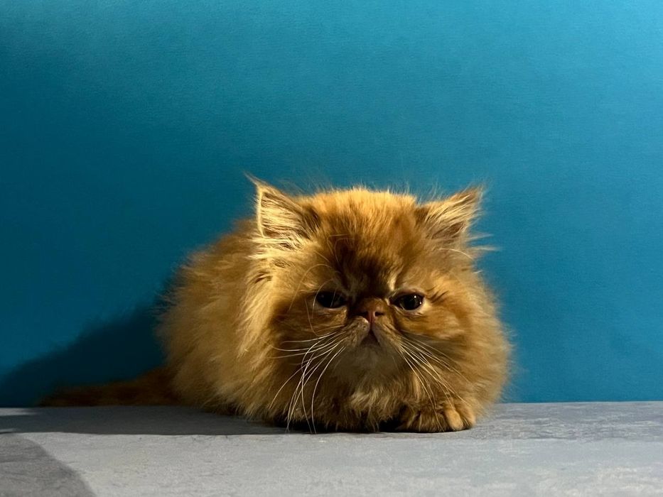 Персидські кошенята