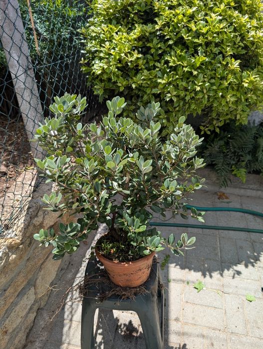 Bonsai/Árvore Metrosideros Excelsus