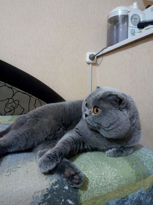 Кот на вязку. Николаев.