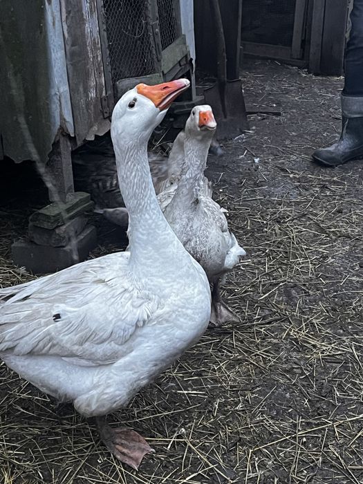 Sprzedam białego gąsiora