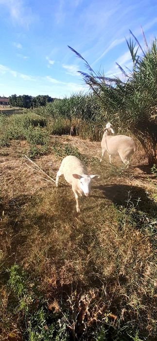 Vendo borregos Inra 401 puros e cruzados