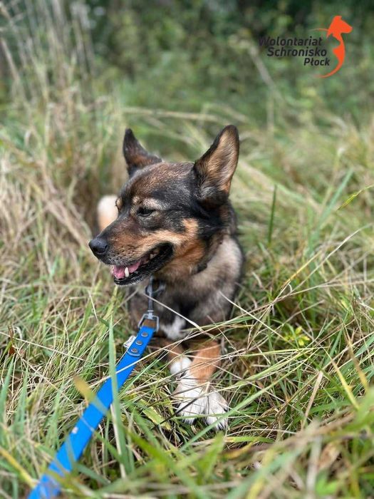 Cudowna suczka szuka domu!