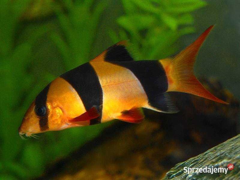 Bocja wspaniała pogromca ślimaków 6-7cm | Hodowla Łajski