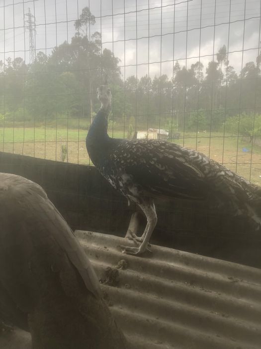 Pavois com 1 ano e meio para troca por animais do meu interesse…