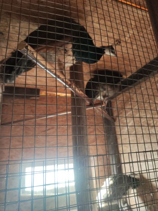 Pavões azuis nascidos em 2025