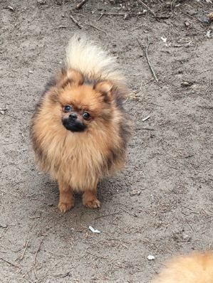 Pomeranian suczka dorosła ZKwP