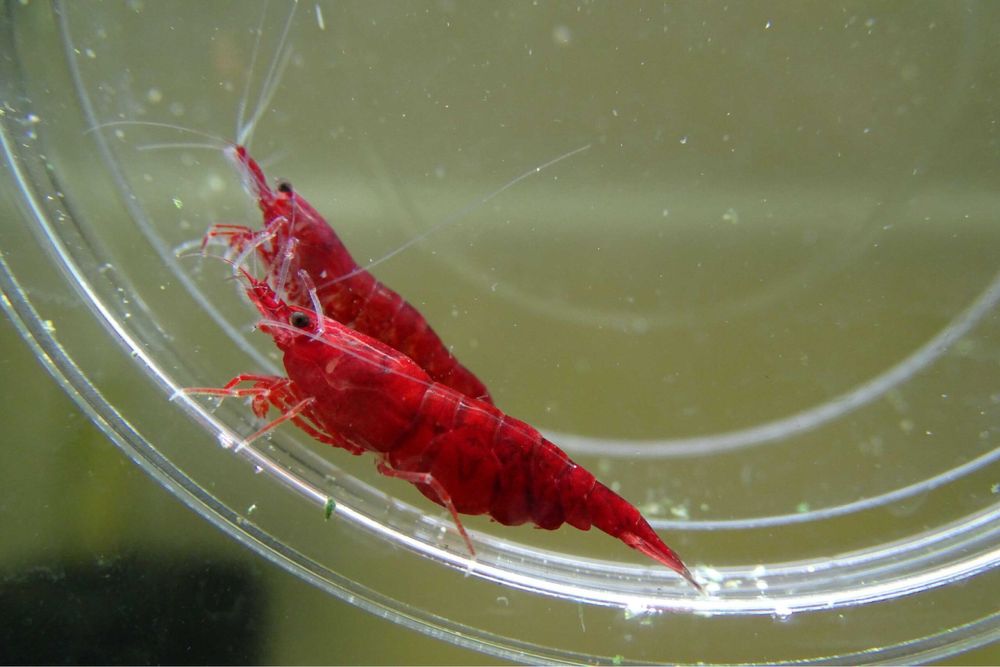 BLOODY Mary pakiet 10sztuk