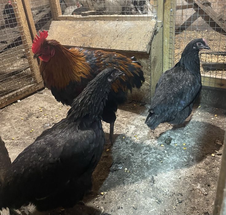 Молоді Кури Маран