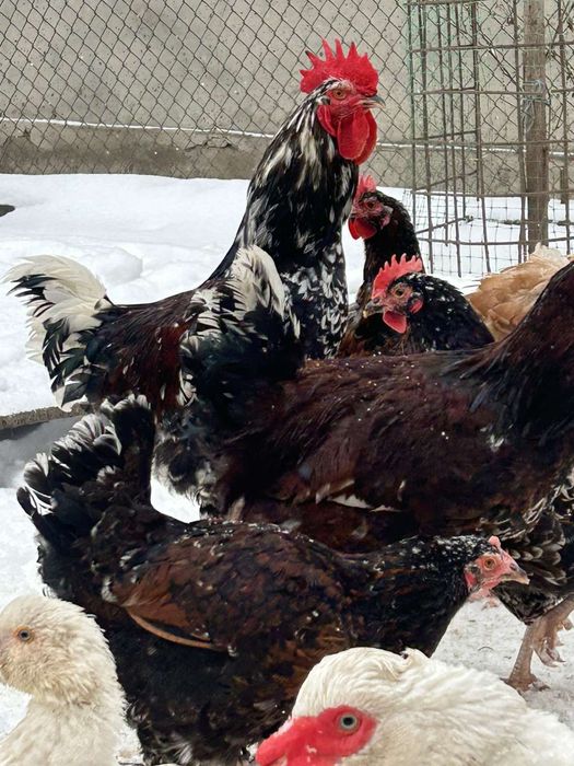 Лівенська ситцева інкубаційне яйце