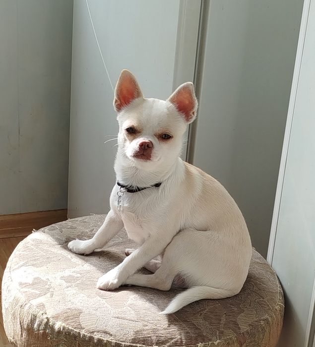 Чудовий красунчик Чіхуа-хуа в пошуку дами серця