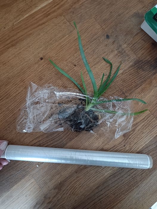 Aloes kaktus roślina sadzonka aloesa