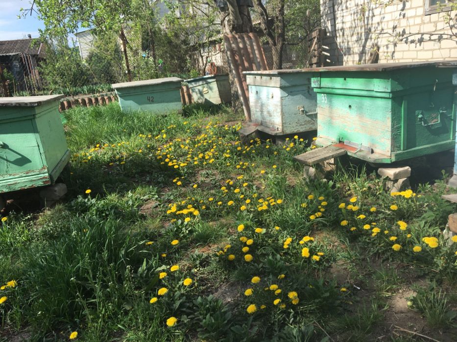 Продаю   пчелиные семьи и пакеты
