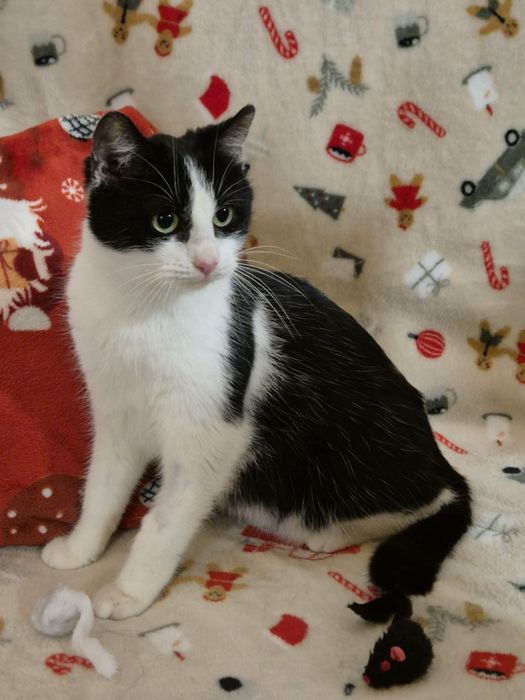 Roczna czarna Coco i półroczna króweczka