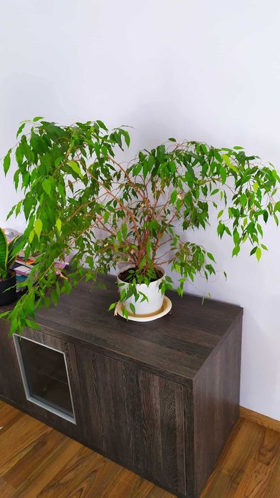 Benjaminek,  fikus beniamin