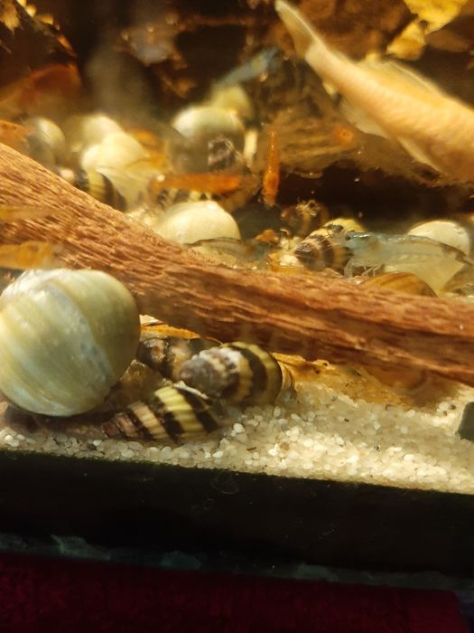 Улитки хелена/ хищные улитки