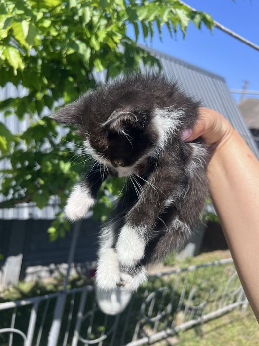 Кошенята в добрі руки