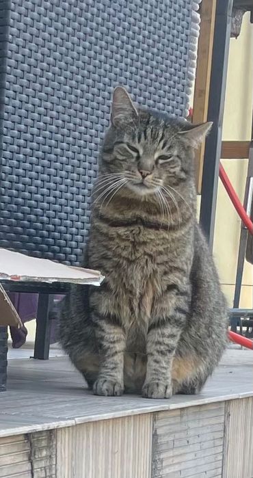 Zaginiony kot szarobury Tigi z Czarnej Białostockiej