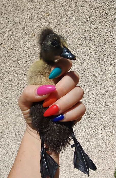 Kaczki biegusy Indyjskie