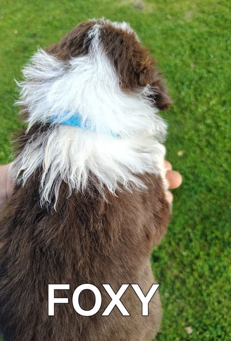 Border collie szczenię