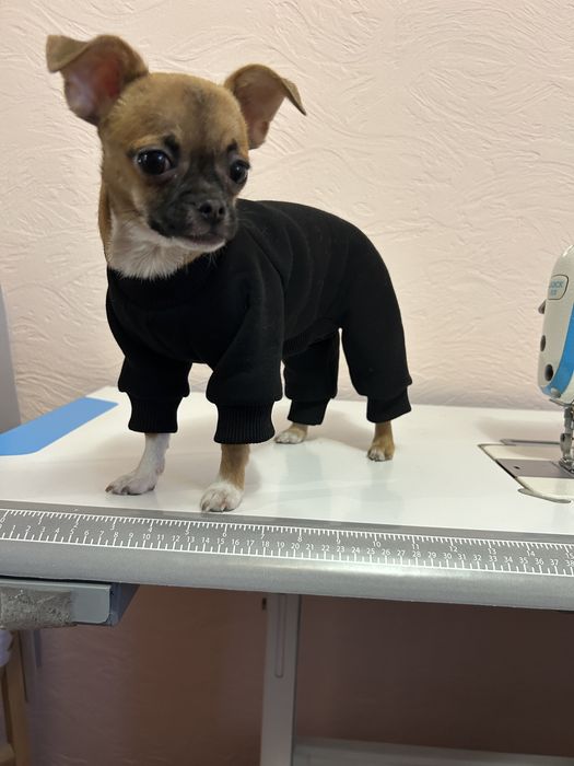 Комбенизон для собак та котів