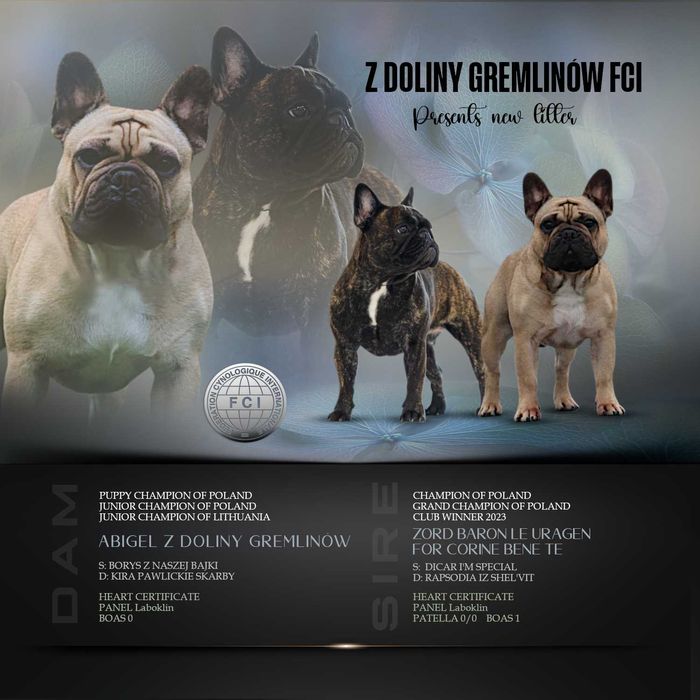 Buldog francuski ZKWP/FCI piesek po championach