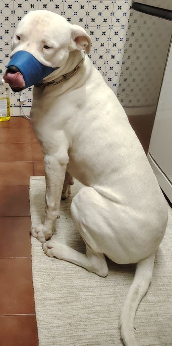 Dogue Argentino URGENTE