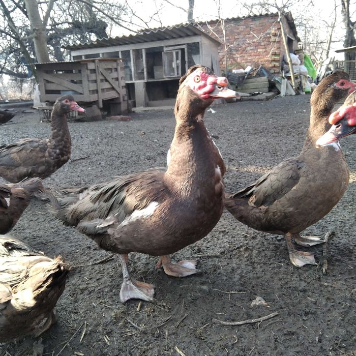 Качки шипуни продам