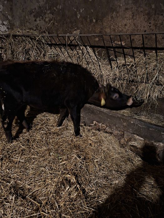 Jałówka jersey nadająca się na krowe