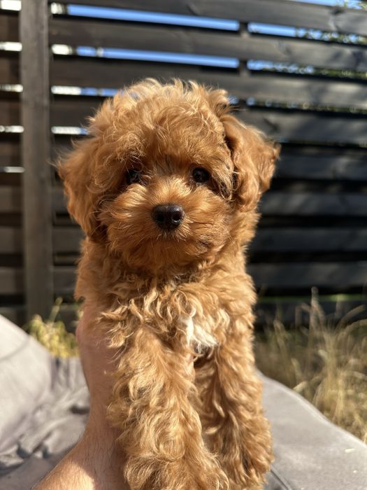 Мальтипу міні хлопчик 2,5 міс