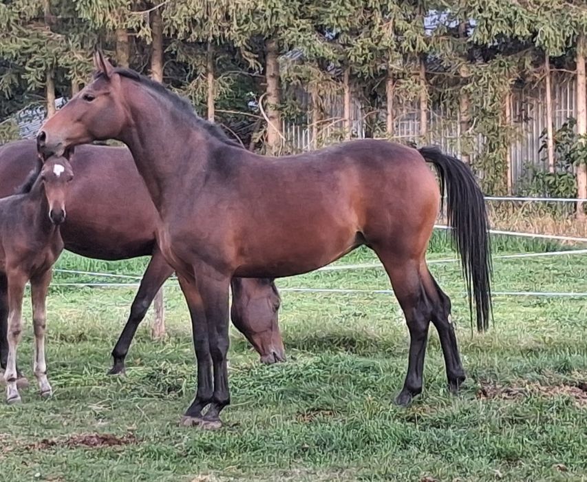 Klacz małopolska 3,5 roku