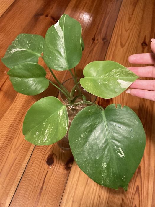 Monstera variegata, trzy pędówkk