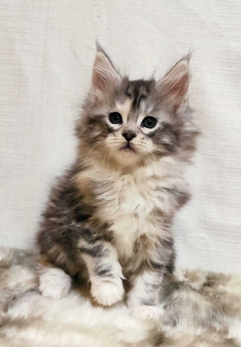 Мейн-кун дівчинка Орхідея з документами