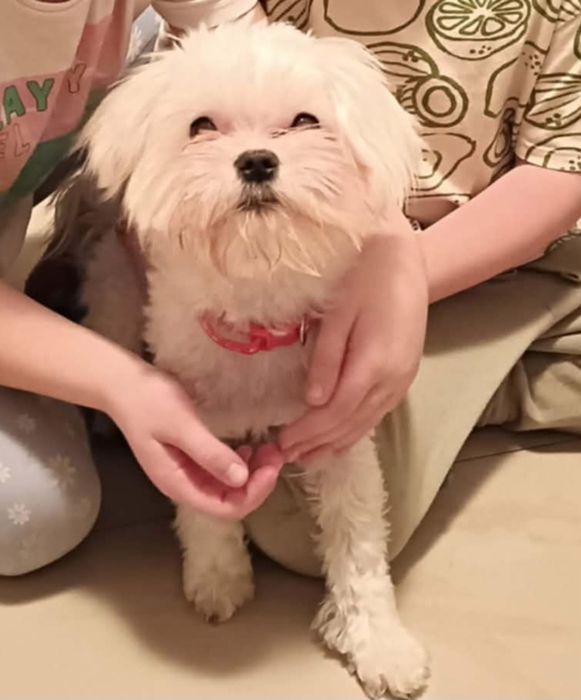 Oddam pieska radosnego