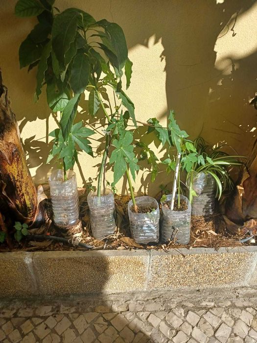 Bananeiras envasadas