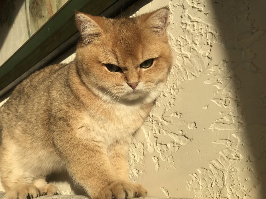 Котик шиншила ny 25.