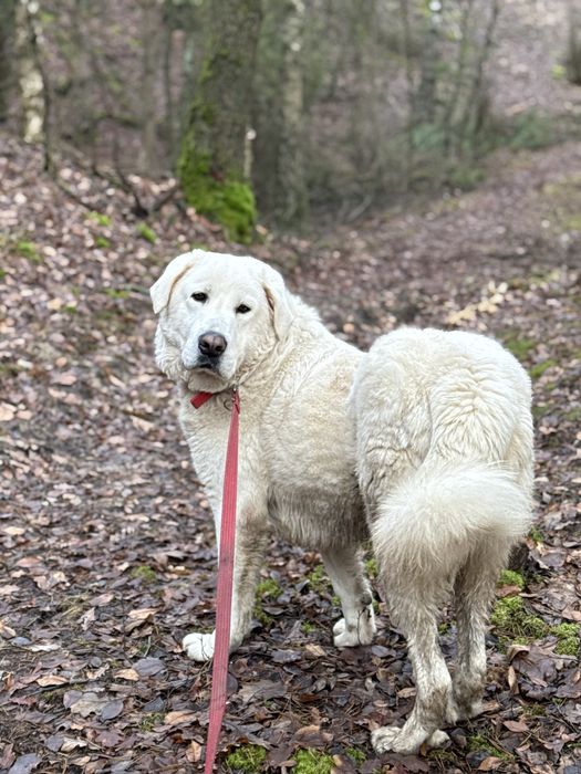 pies w typie owczarek podhalanski do adopcji