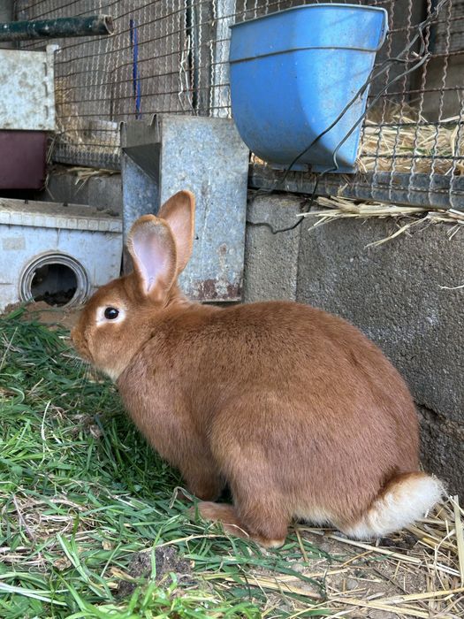 Coelhos Leonardo Borgonha