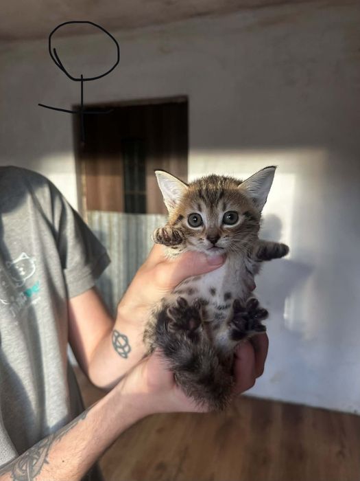 Kociątka do adopcji