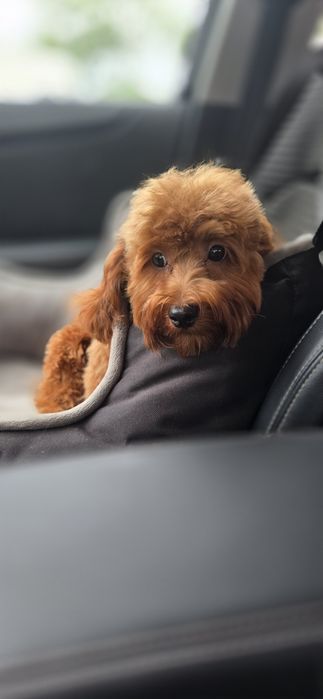 Cavapoo/ chłopczyk
