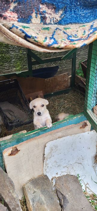 Подарую цуценя 5 місяців, дівчинка