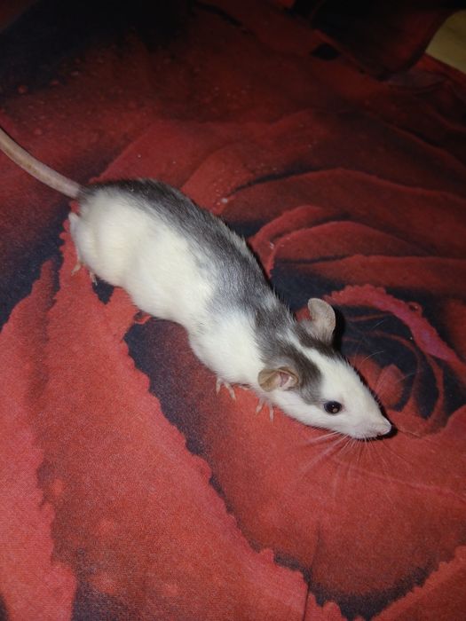 крысы, щури Дамбо, 2 місяць