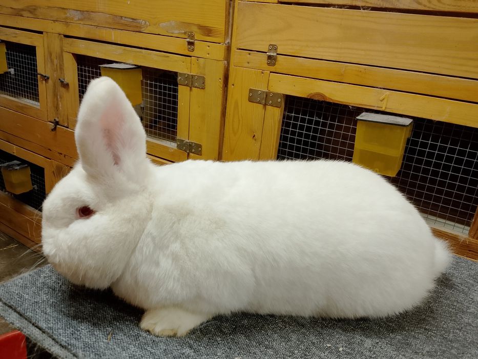 Samiec Nowozelandzki biały z rodowodem