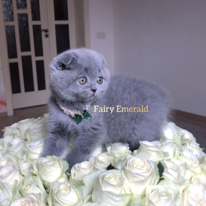 Немає рівних цим котусикам