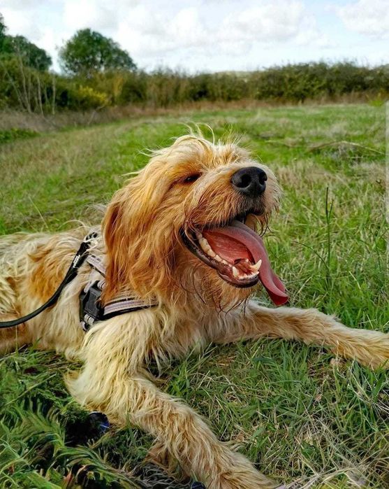 Noa - cão médio para adoção
