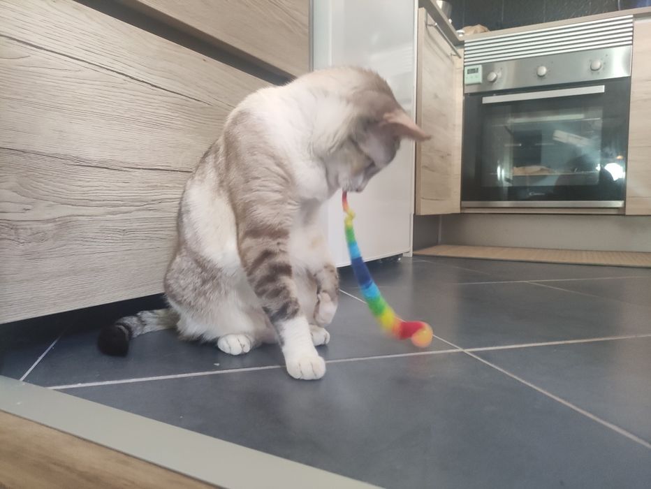 Jogo  colorido para gato