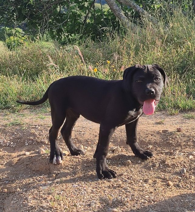 Cane Corso Italiano